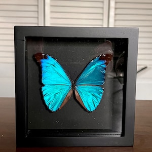Rare Neon Blue Morpho butterfly, Morpho absoloni, mounted (wings spread) and framed in a black shadowbox, preserved, dried, real