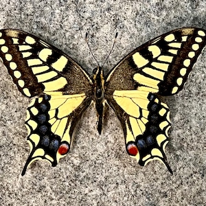 Old World swallowtail, Papilio machaon venchuanus, Wings closed or mounted in a Riker mount, Real, Papered, Preserved, Dried