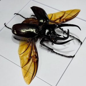 Giant 107mm Chalcosoma chiron chiron, Rhinoceros (Caucasus) beetle, Male, Mounted and framed in a shadowbox, real preserved, dried specimen