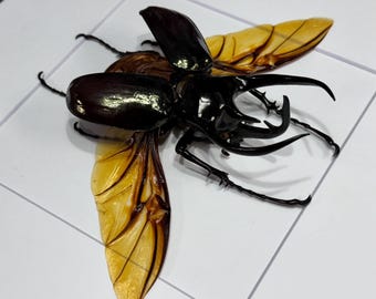 Giant Framed Caucasus Beetle, 107mm Male Rhinoceros Beetle Specimen