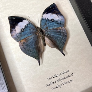 RARE White Oakleaf butterfly, Kallima albofasciata, Mounted and framed in a shadowbox frame