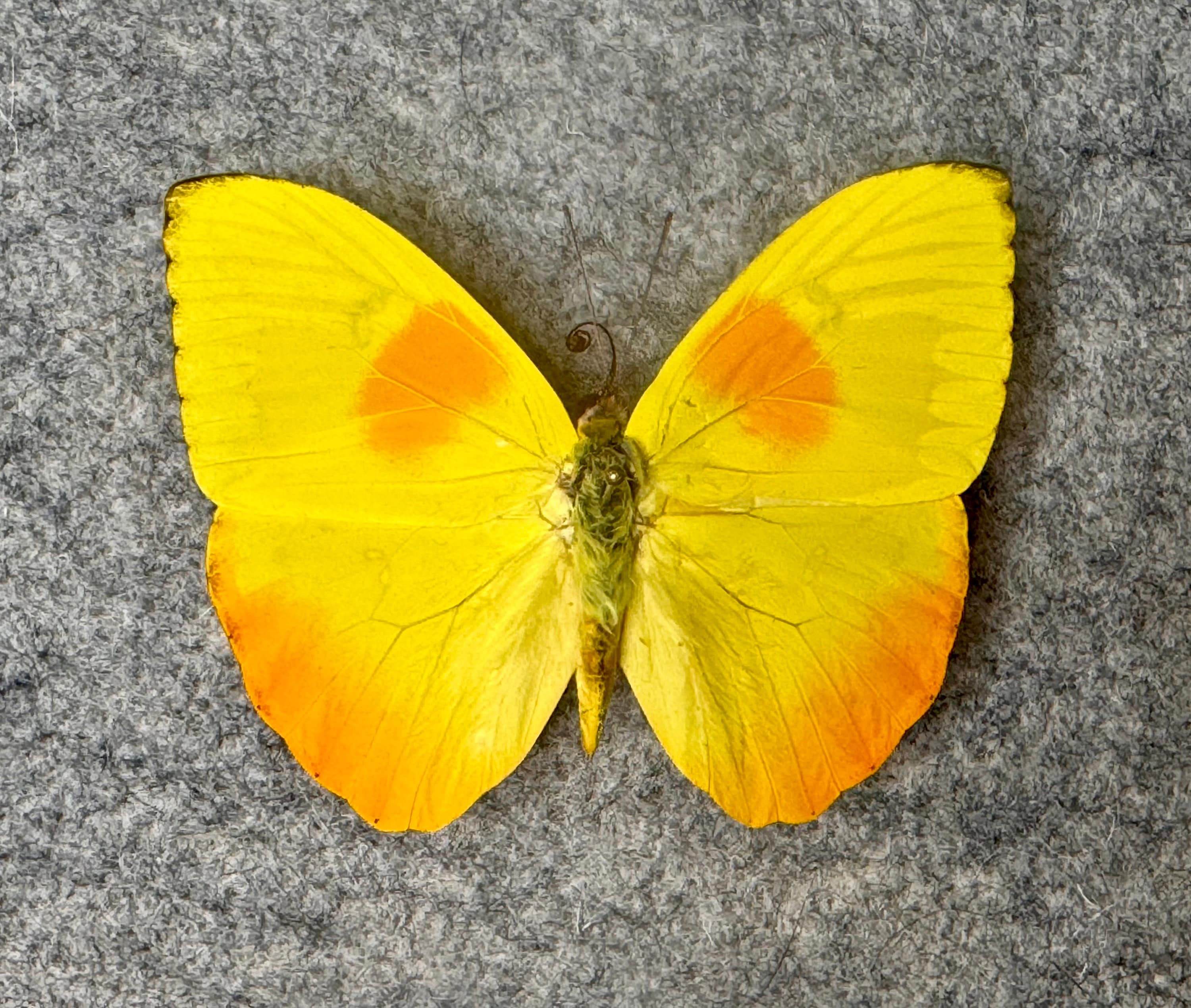 Orange-barred Sulphur Butterfly, Phoebis Philea, UNMOUNTED (wings