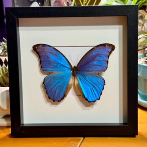May include: A framed butterfly specimen with vibrant blue wings, displayed against a white background. The butterfly is centered within a black frame, showcasing its intricate patterns and delicate structure. The frame adds a touch of elegance to this nature-inspired artwork.