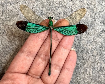 Green Metalwing damselfly, Neurobasis chinensis florida, mounted, spread, dragonfly, real insect, preserved, dried specimen