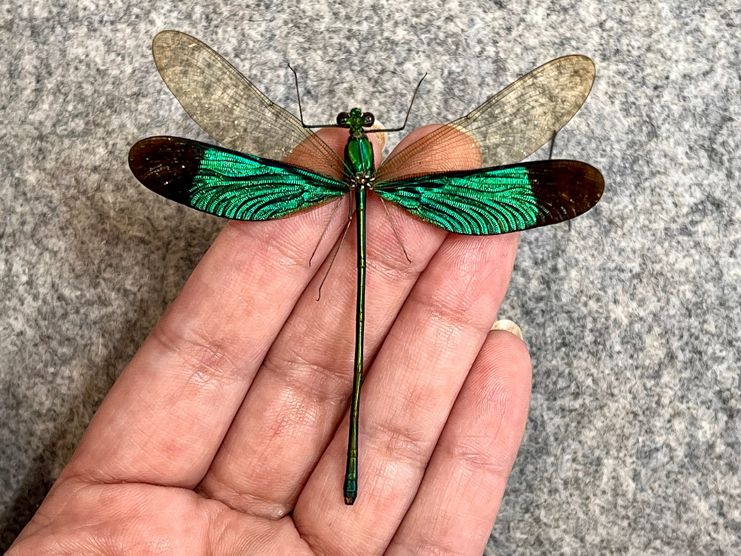 Green Metalwing Damselfly, Neurobasis Chinensis Florida, Mounted