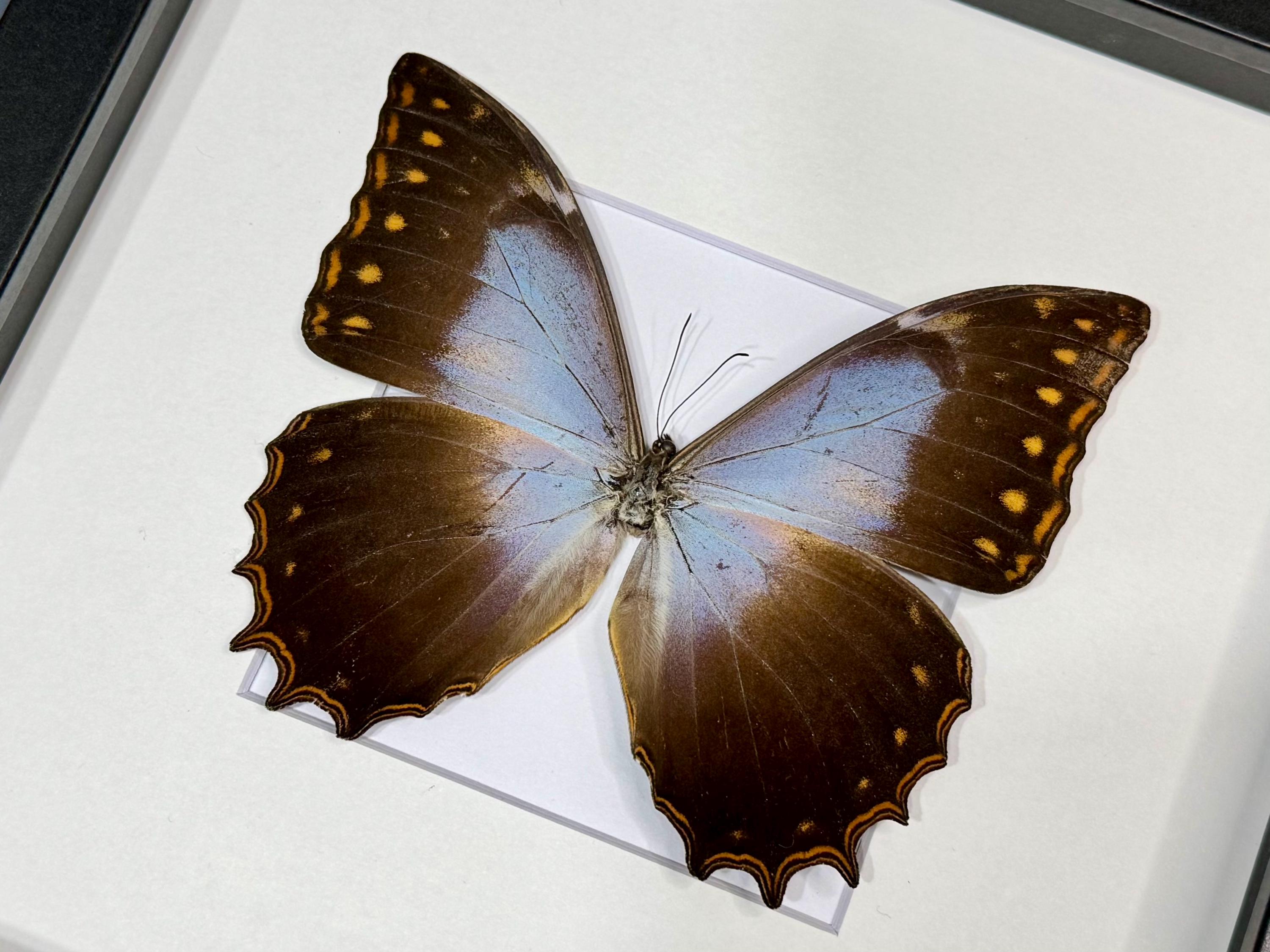 Morpho Justitiae Schwetzeri, Schwertzer's Blue Morpho, Male