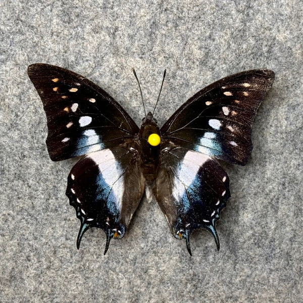 Charaxes (Polyura) cognatus cognatus, the Sulawesi Blue Nawab, Wings FOLDED, or Mounted (wings spread), Preserved, dried, real