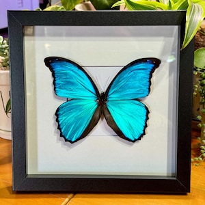Morpho menelaus pucallpaensis, Blue Morpho Butterfly, Male, Mounted and framed in a black shadowbox, Rarely offered