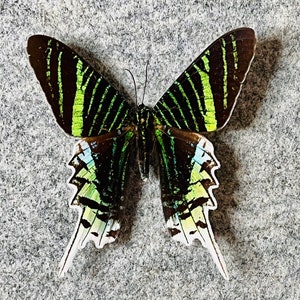 The Green-banded Urania Moth, Urania leilus, UNMOUNTED (Wings Folded), Real, Preserved, Dried, Papered