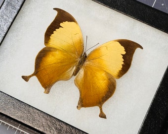 The Pearly Leafwing butterfly, Consul electra, Mounted and framed in a Riker Mount Case