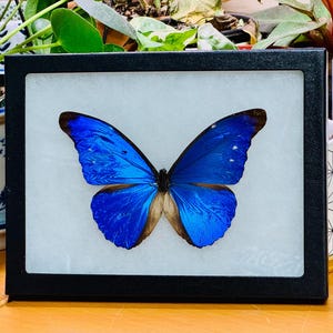 Rare Rhetenor Blue Morpho Butterfly, Morpho Rhetenor Cacica, Male