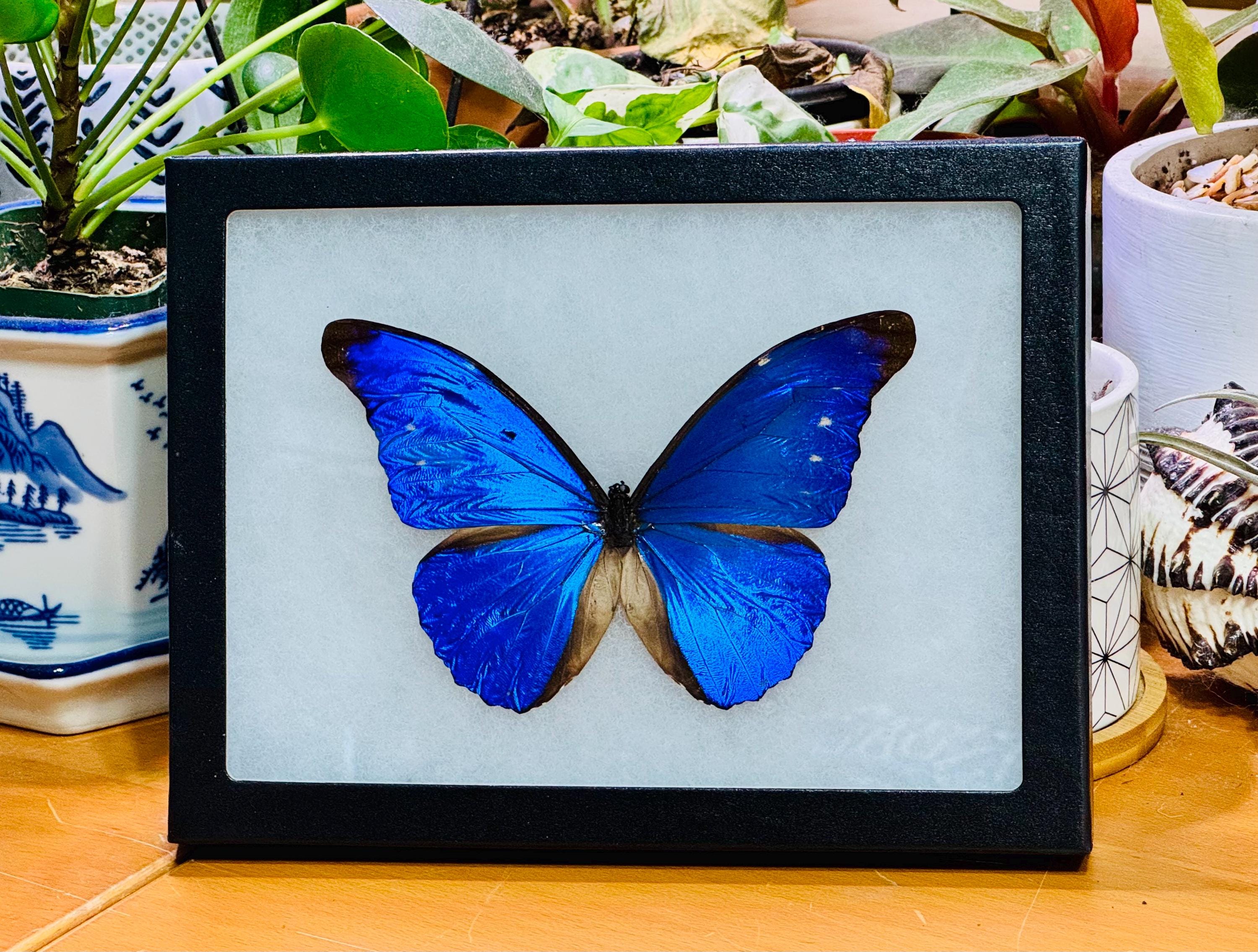 Rare Rhetenor Blue Morpho Butterfly, Morpho Rhetenor Cacica, Male