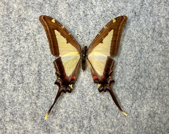 Kite Swallowtail butterfly, Eurytides leucaspis leucaspis, Wings Closed or Mounted and framed in a Riker Mount Display Case