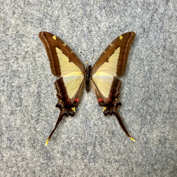Kite Swallowtail butterfly, Eurytides leucaspis leucaspis, Wings Closed or Mounted and framed in a Riker Mount Display Case