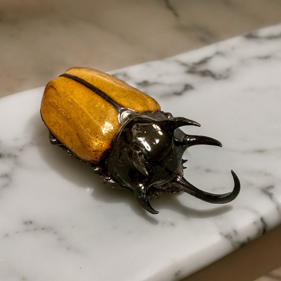 Eupatorus Gracilicornis, XL Five-horned Rhinoceros Beetle, +