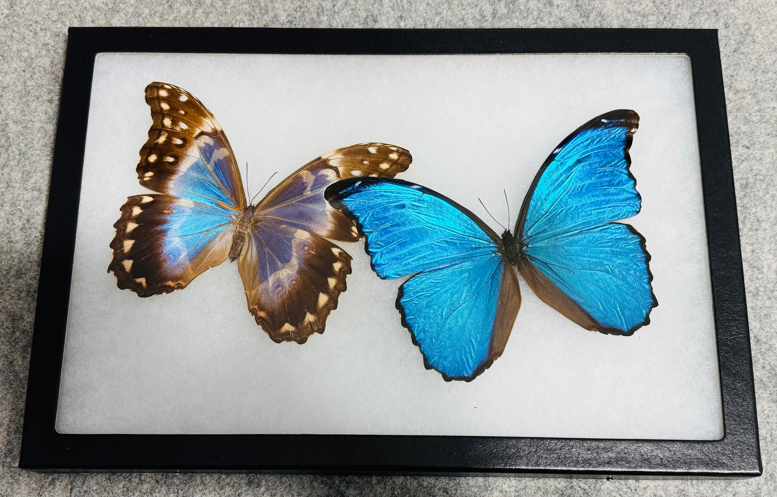 Framed Blue Morpho Butterfly Pair, Riker Mount Display - Etsy