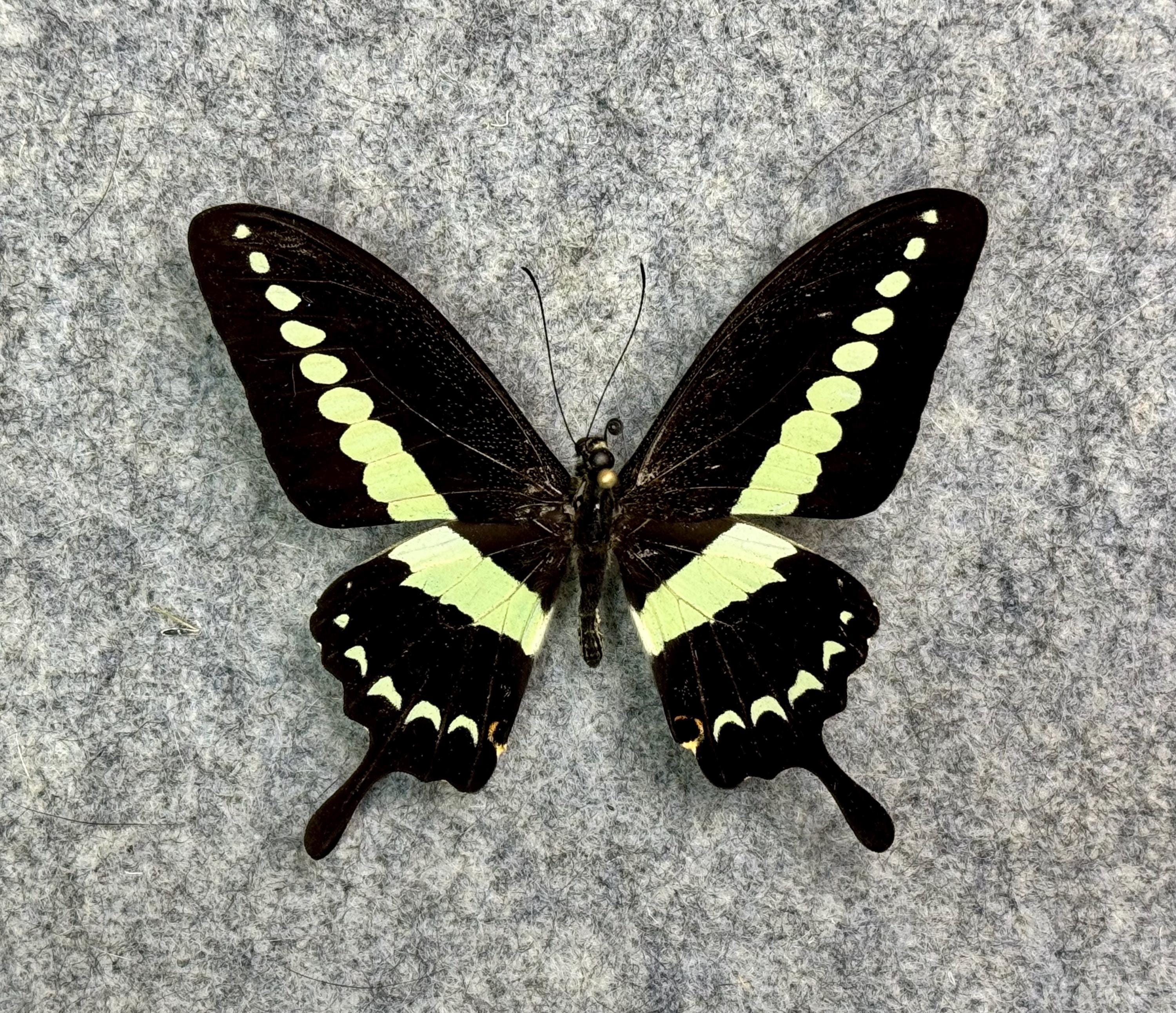 The Banded Swallowtail Butterfly, Papilio Demolion Demolion