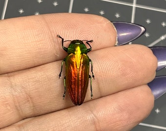 Fiery Jewel Beetle, Belionota sumptuosa, UNMOUNTED, real, dried, preserved