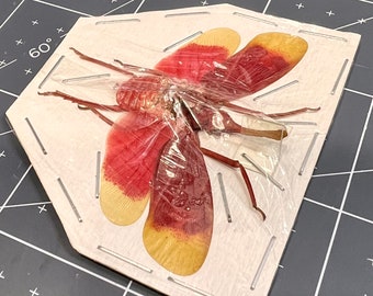 Blood Red Lanternfly, Pyrops hamdjahi, Wings spread, real, preserved