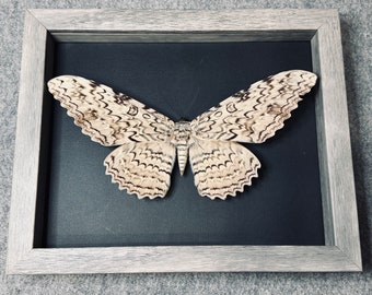 Huge 24cm (9.44”) White Witch Moth, Thysania agrippina, mounted and framed in a gray shadowbox