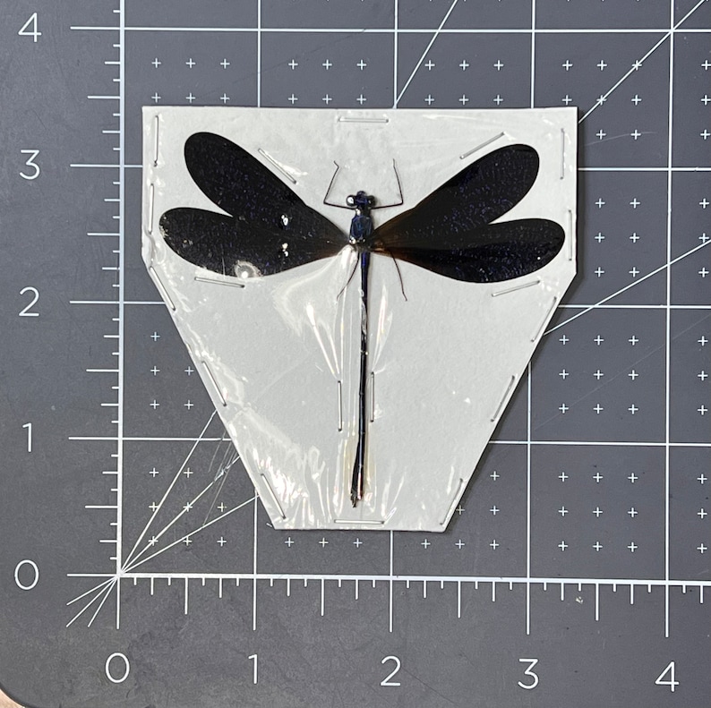 Puede incluir: Un esp&eacute;cimen de lib&eacute;lula negro y azul fijado a una tarjeta de exhibici&oacute;n triangular blanca.