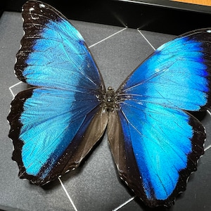 The Blue Banded Morpho butterfly, Morpho deidamia annae, mounted and framed in a black shadowbox