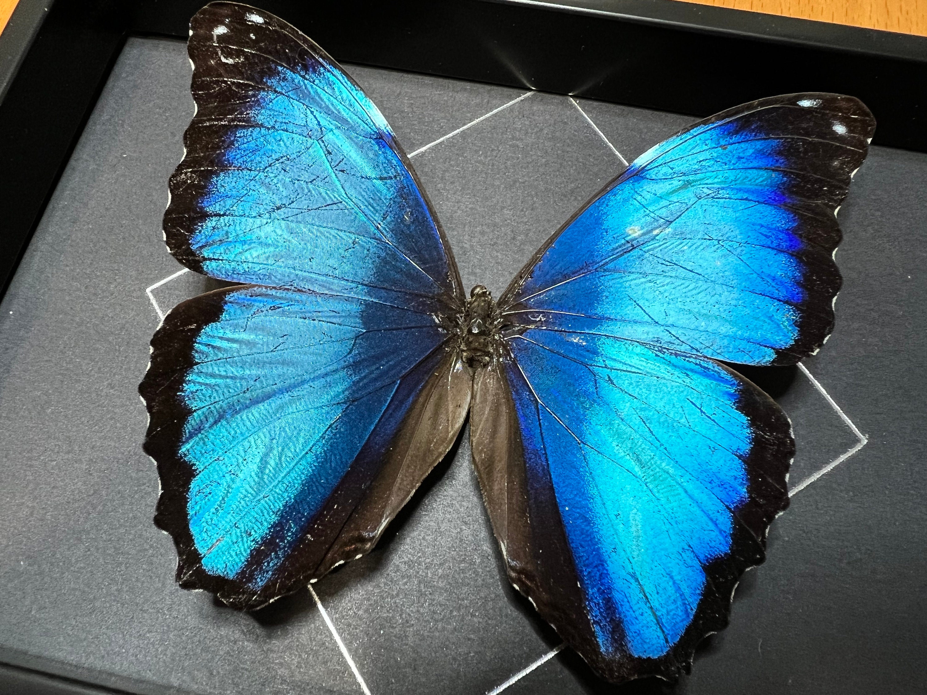 The Blue Banded Morpho Butterfly Morpho Deidamia Annae - Etsy