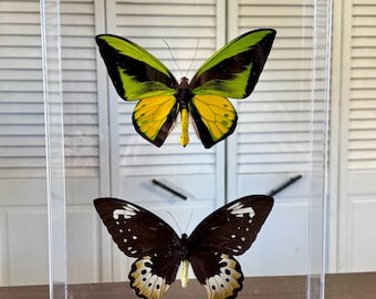 Rare GIANT Blue Birdwing Butterfly Framed Taxidermy