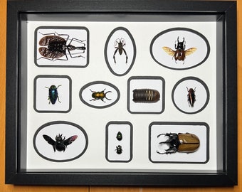 Beetle Collage #2, real insects, taxidermy, oddities, natural history specimen, insect art