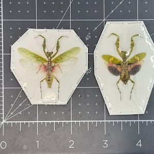 Jeweled Flower Mantis, Creobroter gemmatus, Male OR Female, Mounted (wings spread), real, dried, preserved
