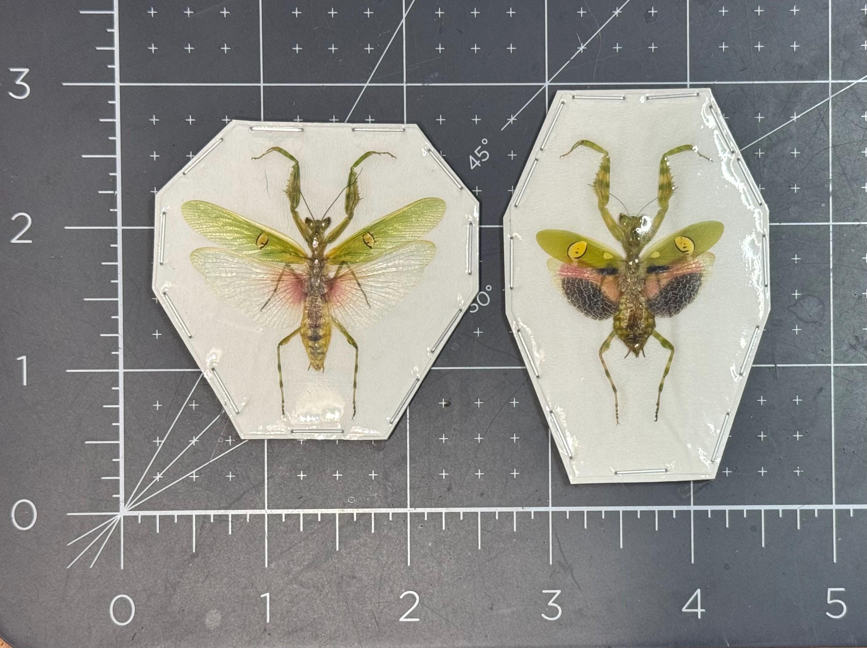 Jeweled Flower Mantis, Creobroter gemmatus, Male OR Female, Mounted (wings spread), real, dried, preserved