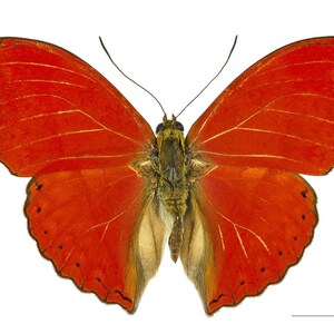 Blood Red Glider Butterfly, Cymothoe Sangaris, Wings Folded, Mounted