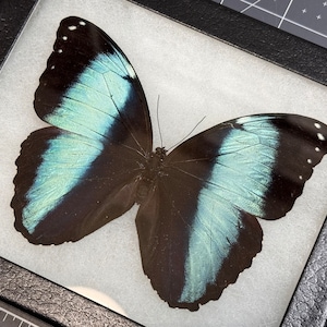 Blue Morpho achilles butterfly, Mounted and framed in a Riker Mount Display Case