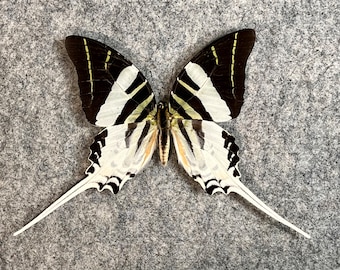 Giant Swordtail butterfly, Graphium androcles, UNMOUNTED (Wings FOLDED), Preserved, Dried, Real, Papered specimen