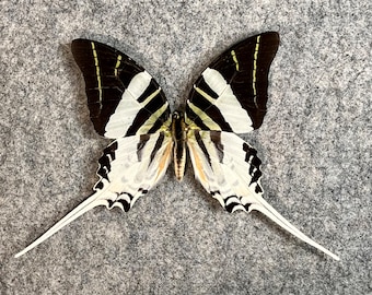 Giant King of Swordtails butterfly, Graphium androcles androcles, Wings FOLDED, Male, A1, Preserved, Dried, UNMOUNTED, Real, Papered