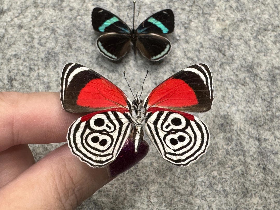 Cramer's Eighty-eight Cramer's Eighty-eight