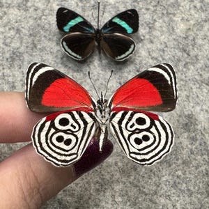 Giant Swordtail Butterfly, Graphium Androcles, UNMOUNTED (wings