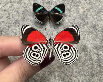 Cramer&#39;s eighty-eight &quot;88&quot; butterfly, Diaethria clymena, Unmounted (Wings FOLDED), Preserved, Dried, Real specimen