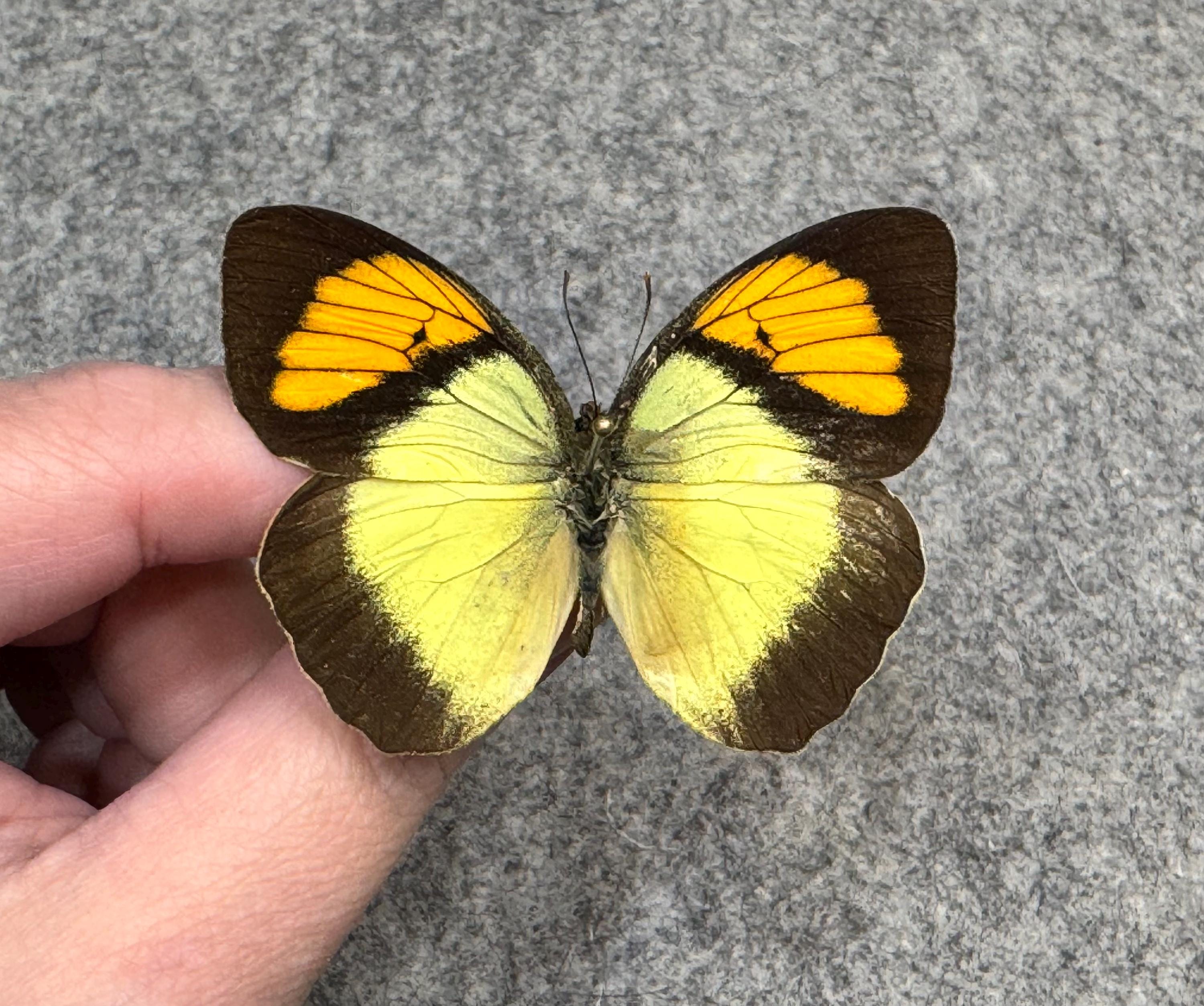 The Yellow Orange Tip Butterfly, Ixias Pyrene, UNMOUNTED (wings