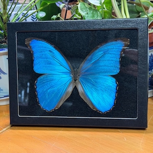 May include: A framed blue morpho butterfly specimen with its wings spread open. The butterfly is mounted on a black background and encased in a clear glass frame.