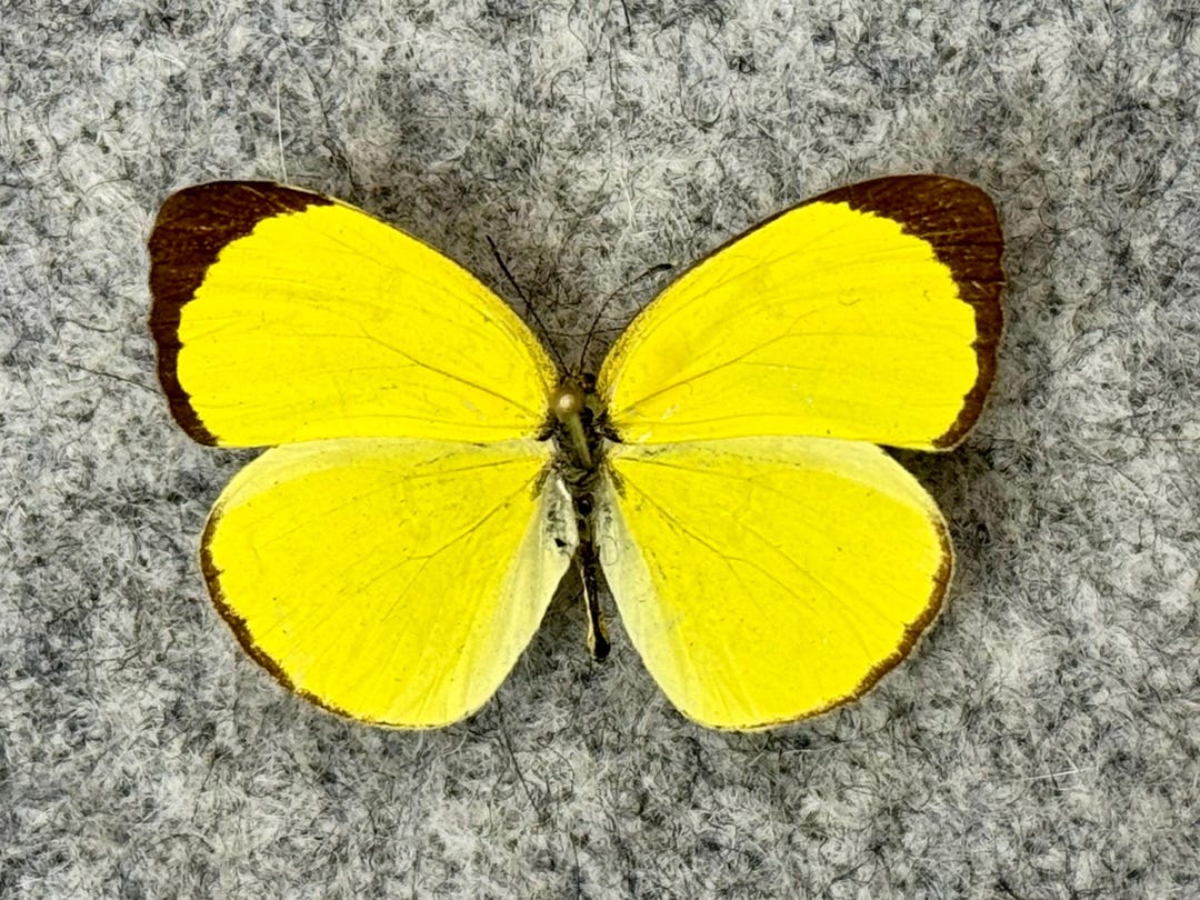 Eurema Hecabe, Common Grass Yellow Butterfly, Unmounted (wings