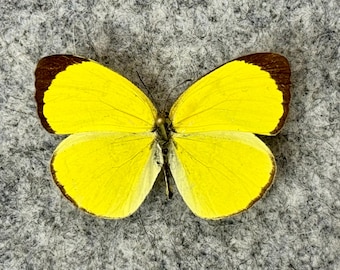RARE Morpho Absoloni Butterfly, Male, UNMOUNTED, Wings FOLDED