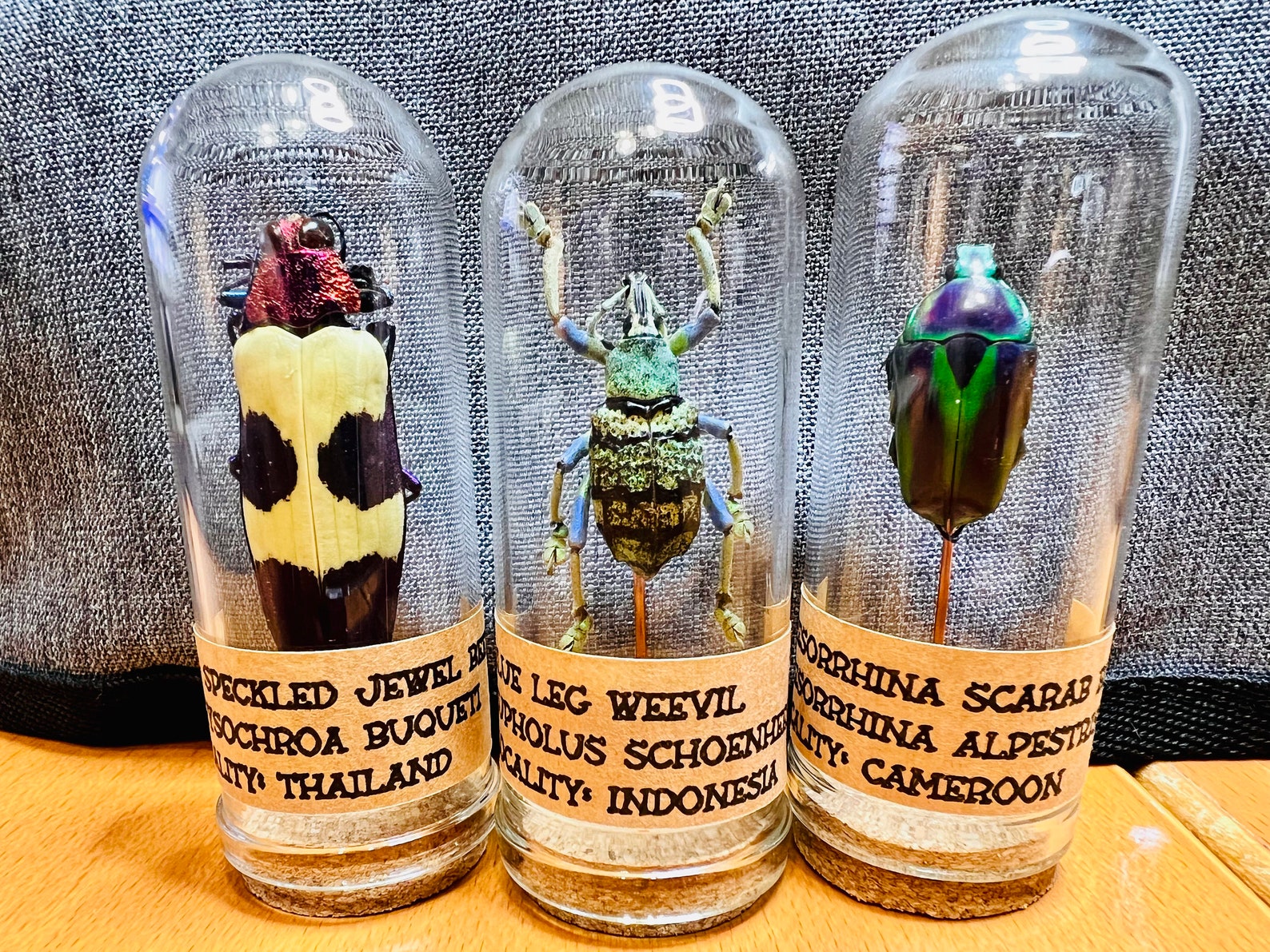 Bell Hop Insect Real Dried Insect Beetle Bug in a Bell Jar Cloche Dome - Etsy