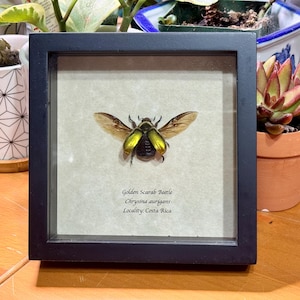Chrysina aurigans, RARE Shiny Golden Scarab Beetle, XL Size (30 mm), Mounted and framed in a black shadowbox, preserved, dried, real