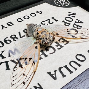 Ghost Cicada, Ayuthia Spectabile, Mounted and Framed on a Ouija Board ...
