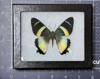 RARE- Alcides agathyrsus, Day-flying Moth, Uraniidae, Mounted and framed in a Riker Mount Case, Real, Dried, Preserved