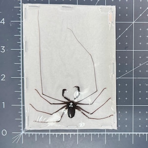 Small Tailess Whip Scorpion, Stygophrynus dammermani, MOUNTED (spread), dried, real, preserved specimen