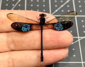 Euphaea subnodalis, Teal Gossamerwing Damselfly,  (A-), mounted, spread, dragonfly, real insect, preserved