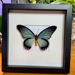 Papilio zalmoxis, Giant Blue Swallowtail from Africa, Rare, Mounted and framed in a black shadowbox, Real, preserved, dried specimen