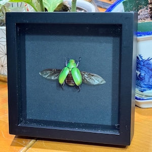 Beyer’s Jewel Scarab Beetle, Chrysina beyeri, Mounted and framed in a black shadowbox, real, preserved, dried specimen,